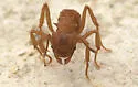 Trachymyrmex turrifex - photo 3