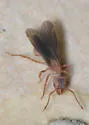 Trachymyrmex turrifex - photo 4