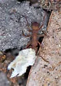 Trachymyrmex turrifex - photo 5