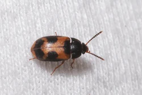 Hairy Fungus Beetles - photo 3