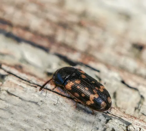 Mycetophagus atomarius