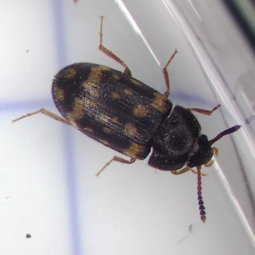 Mycetophagus atomarius - photo 2