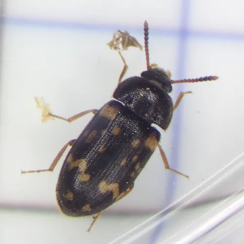 Mycetophagus atomarius - photo 3