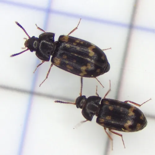 Mycetophagus atomarius - photo 4