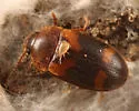 Mycetophagus californicus
