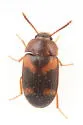 Mycetophagus californicus - photo 2