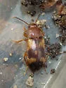 Mycetophagus californicus - photo 3