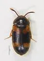 Mycetophagus californicus - photo 4
