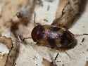 Mycetophagus californicus - photo 5