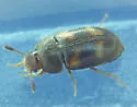 Mycetophagus didesmus