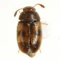 Mycetophagus didesmus - photo 2