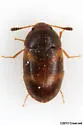 Mycetophagus didesmus - photo 3