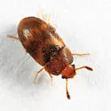 Mycetophagus didesmus - photo 4
