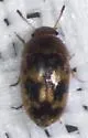 Mycetophagus didesmus - photo 5