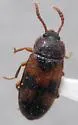 Mycetophagus distinctus