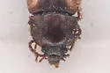 Mycetophagus distinctus - photo 2