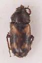 Mycetophagus distinctus - photo 4