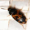 Mycetophagus flexuosus