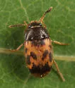 Mycetophagus flexuosus - photo 2