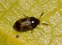 Mycetophagus flexuosus - photo 4