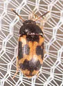 Mycetophagus flexuosus - photo 5
