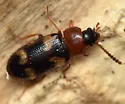 Mycetophagus fulvicollis