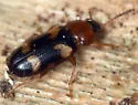 Mycetophagus fulvicollis - photo 2