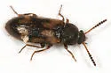 Mycetophagus melsheimeri