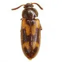 Mycetophagus melsheimeri - photo 3