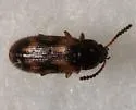 Mycetophagus melsheimeri - photo 4