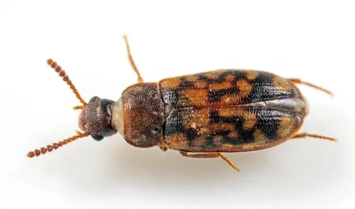 Mycetophagus multipunctatus