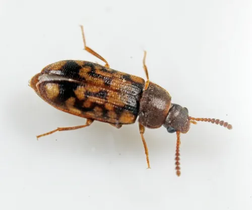 Mycetophagus multipunctatus - photo 2