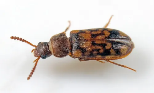Mycetophagus multipunctatus - photo 3