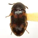 Mycetophagus obsoletus