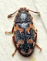 Mycetophagus obsoletus - photo 2
