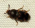 Mycetophagus obsoletus - photo 3