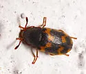 Mycetophagus obsoletus - photo 4
