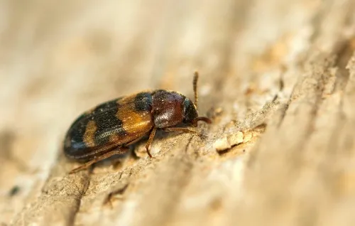 Mycetophagus piceus