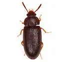 Mycetophagus pini