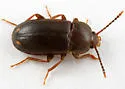 Mycetophagus pluriguttatus