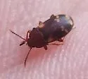 Mycetophagus pluriguttatus - photo 2
