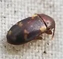 Mycetophagus pluriguttatus - photo 3