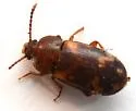 Mycetophagus pluriguttatus - photo 4