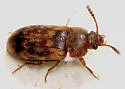 Mycetophagus pluripunctatus