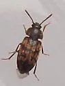 Mycetophagus pluripunctatus - photo 2