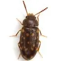 Mycetophagus pluripunctatus - photo 3