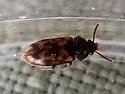 Mycetophagus pluripunctatus - photo 4