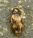 Mycetophagus pluripunctatus - photo 5