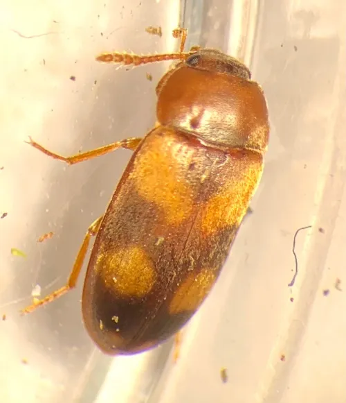 Mycetophagus populi
