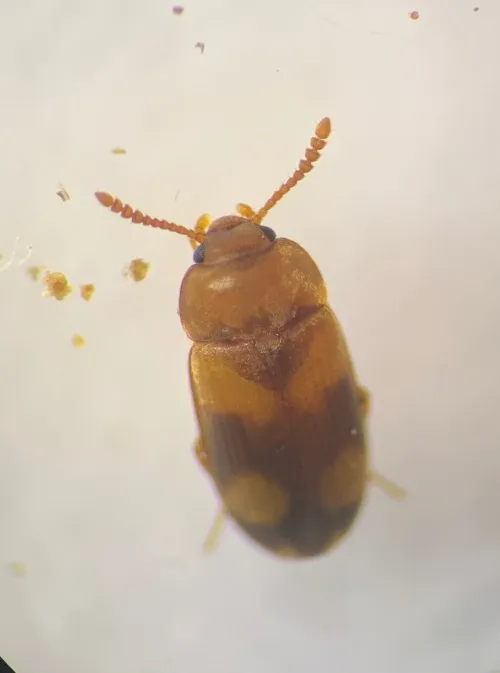Mycetophagus populi - photo 2